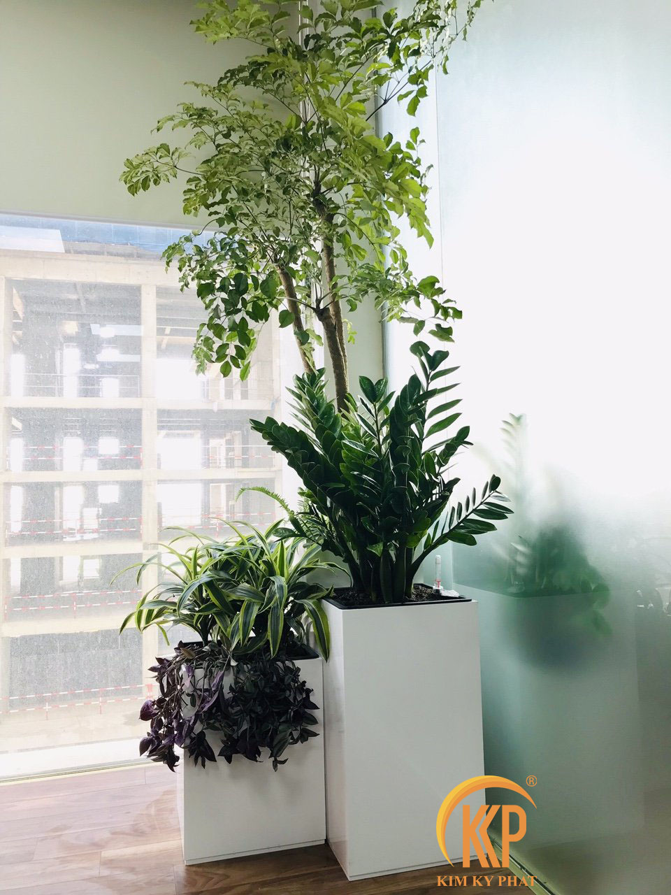 chậu cây cảnh văn phòng trồng cây composite kkp