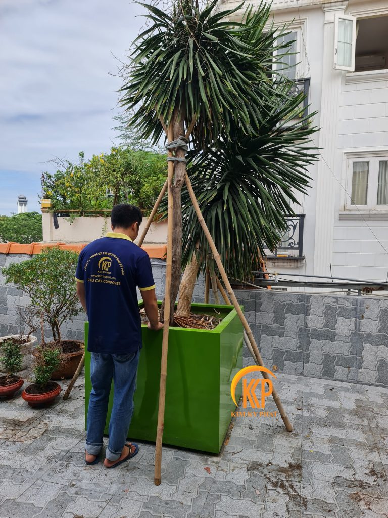 chậu cây compiste kim kỳ phát, chậu composite hình vuông kích thước 1m gia cường sợi thủy tinh